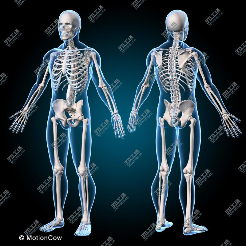 images/goods_img/20210113/Muscles & Skeleton  Rigged/3.jpg